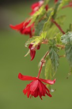 Begonia pendula (Begonia bertinii)