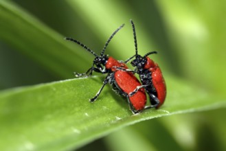 Lily chicken, pair, copulating (Liloceris lilii), Germany, Europe