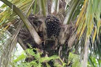 Oil palm (Elaeis guineensis), Labuk Bay, Sabah, Borneo, Malysia