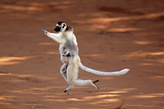 Verreaux's sifakas (Propithecus verreauxi), female and juvenile, Berenty Reserve, Madagascar,