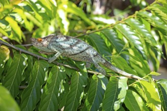 Parson's Chameleon (Calumma parsonii), male, Madagascar, Africa