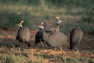 Helmeted Guineafowl (Numida meleagris), Samburu Game Reserve, Kenya, Africa