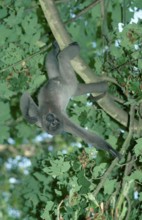 Gray Woolly Monkey (Lagothrix lagothricha cana)