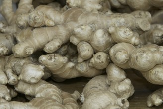 Common Ginger (Zingiber officinale) roots