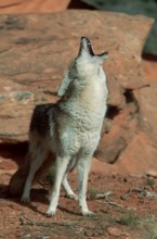 Coyote (Canis latrans), Utah, USA, North America