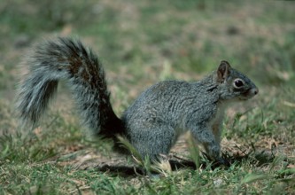 Arizona Grey Squirrel (Sciurus arizonensis), Sonora Desert, Arizona, USA, side, North America