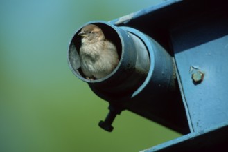 House sparrow (Passer domesticus), female, Germany, Europe