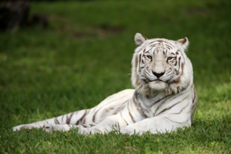 White Bengal Tiger (Panthera tigris tigris), White Tiger