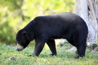 Malayan Sun Bear (Helarctos malayanus), female (Ursos malayanus), side