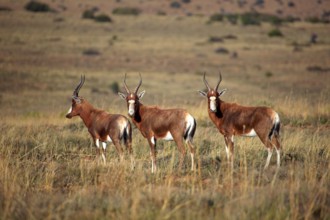 Bonteboks (Damaliscus dorcas dorcas), male, Mountain Zebra National Park, bontebok