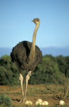 South African Ostrich (Struthio camelus australis), female, Kruger national park, South Africa,