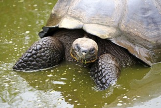 Galapagos Giant Tortoise (Geochelone nigra), Galapagos Islands, Ecuador (Testudo elephantopus)