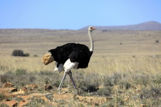 South african ostrich (Struthio camelus australis), male, Mountain Zebra National Park, South