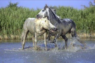 Camargue horses, stallions, Camargue, South of France, Camargue stallion, white stallion