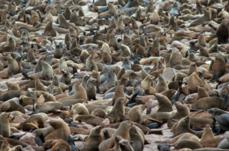 South African fur seal (Arctocephalus pusillus) colony, Cape Cross, pygmy fur seal, cape fur seal,