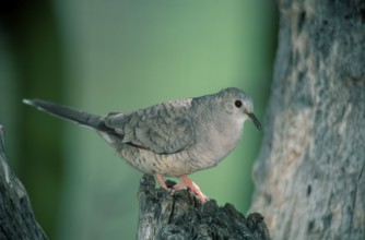 Sonora Desert, Arizona, USA, inca dove (Scardafella inca) USA, North America