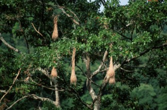 Crested Oropendola (Psarocolius decumanus) colony, Asa Wright nature centre, Trinidad,