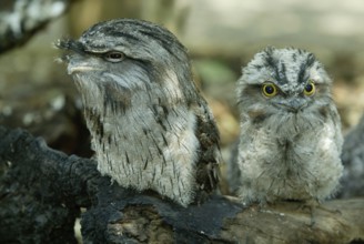 Tawny Frogmouth (Podargus strigoides) with young, Australia, Eulenschwalm mit Jungvogel, Australien