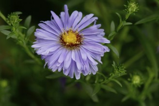 Italian Aster (Aster amellus), Berg-Aster, Blumen, flowers, Gartenpflanzen, garden plants,