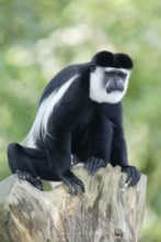 Angolan black and white (colobus) monkey, male, angola colobus (Colobus angolensis), Angola guereza