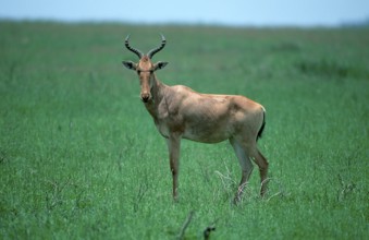 Hartebeest (Alcelaphus buselaphus), Serengeti National park, Tanzania, side, Africa