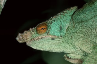 Parson's Chameleon, female, Madagascar (Chamaleo parsonii), side