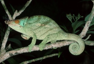 Parson's Chameleon, male, Madagascar (Chamaleo parsonii), side