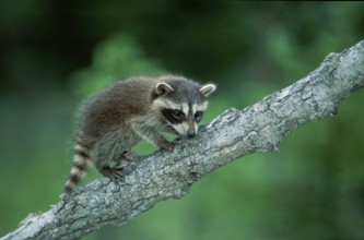 Raccoon (Procyon lotor) Montana, USA, North America