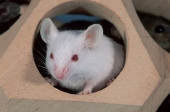 WHITE MOUSE