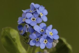 Forest forget-me-not (Myosotis sylvatica), Germany, Europe