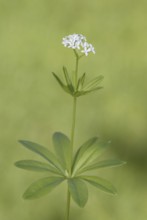 Woodruff (Asperula odorata) (Galium odoratum)