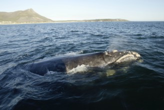 Southern Right Whale (Eubalaena australis), South_Africa (Balaena glacialis australis)