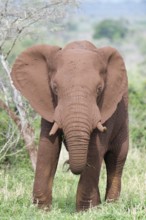 African bush elephant (Loxodonta africana) covered with red soil walking in the savannah, Kwazulu