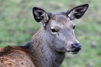 Red deer (Cervus elaphus), captive, Bad Mergentheim Wildlife Park, Baden-Württemberg, Germany,