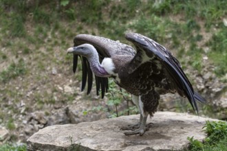 Griffon vulture (Gyps fulvus), captive, Bad Mergentheim Wildlife Park, Baden-Württemberg, Germany,