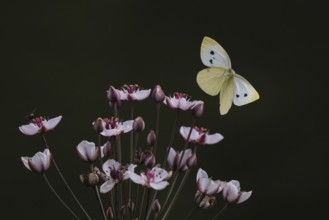 Small white (Pieris rapae) approaching flowering rush (Butomus umbellatus), Hesse, Germany, Europe