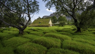 Hofskirkja church with grass roof and grass-covered graves, Öræfi region, South Iceland, Iceland,