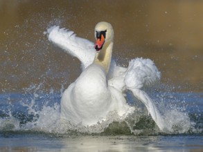 Mute swan (Cygnus olor), bathing, Isar, Munich, Bavaria, Germany, Europe