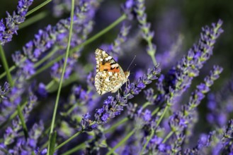 Painted lady (Vanessa cardui) on lavender flower, Provence, France, Europe