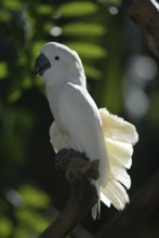 White Cockatoo (Cacatua alba)