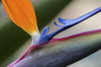 Flower of the Strelitzia (Strelitzia), detailed view, Madeira, Portugal, Europe