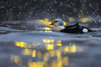 King eider (Somateria spectabilis), male, reflections of lights in the harbour, snowfall,