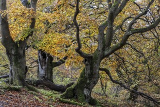 Old copper beeches (Fagus sylvatica) in the Hutewald Halloh, Hesse, Lower Saxony