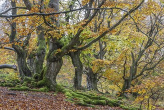 Old copper beeches (Fagus sylvatica) in the Hutewald Halloh, Hesse, Lower Saxony