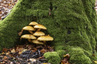 Golden scalycap (Pholiota aurivella) in the Hutewald Halloh, Hesse, Germany, Europe