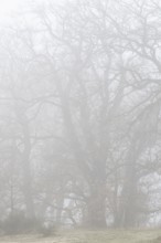 English oaks (Quercus robur) in Nebel, Emsland, Lower Saxony, Germany, Europe