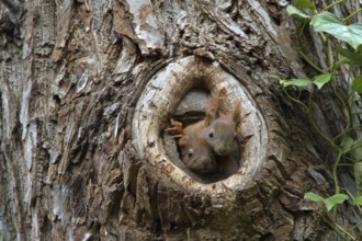 Eurasian red squirrel (Sciurus vulgaris), tree cave, young animals, Berlin, Germany, Europe