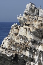 Puffins, Razorbills and Kittiwakes nest in cliff at seabird colony