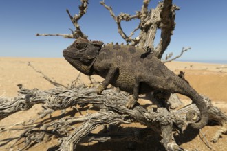 Namaqua Chameleon (Chamaeleo namaquensis), Namib Desert in Swakopmund, Namibia, Africa