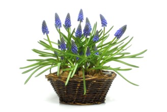 Grape Hyacinth (Muscari)